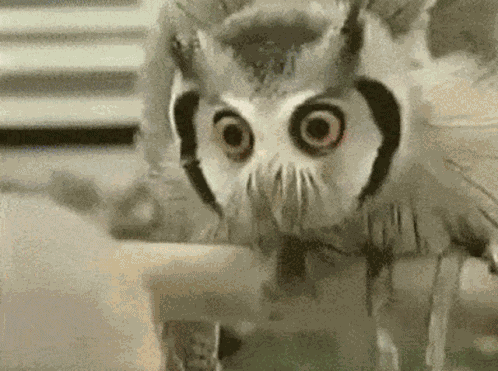 Owl Stare Down GIF