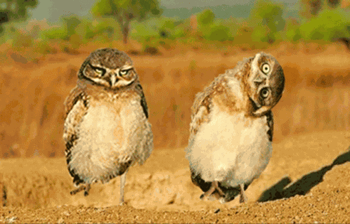 Owl GIF