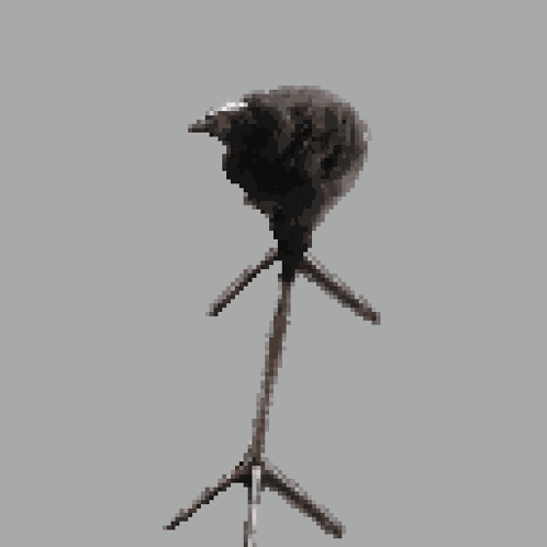 Pūkeko Damn GIF