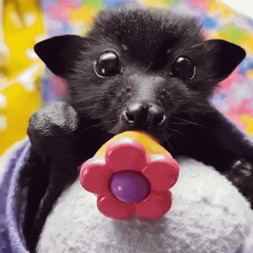 Cute Bat Gif GIFs