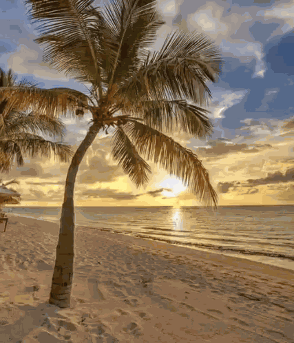 Palm Tree пальма GIF