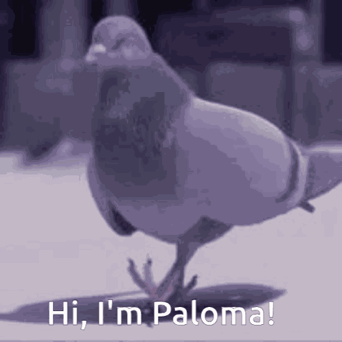 Paloma Paloma Hi GIF