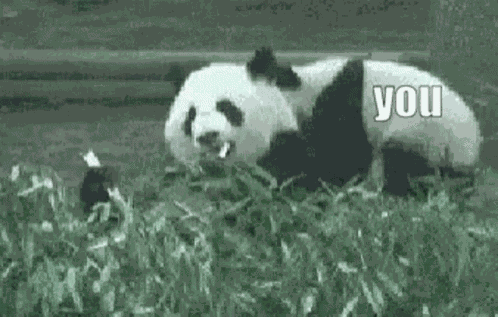 Panda Body Slam GIF