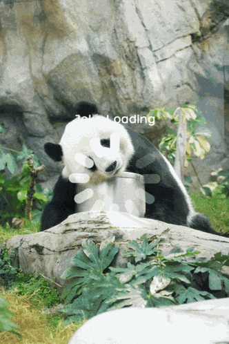 Panda Day Panda Puns GIF