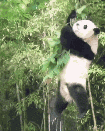 Panda Fail GIF
