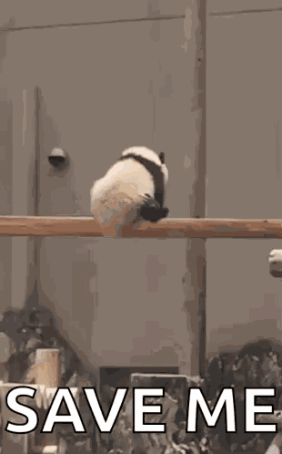 Panda Give Break GIF