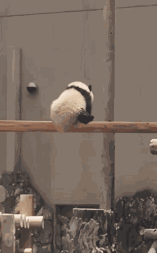 Panda Give Break GIF