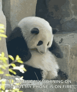 Panda Huahua GIF