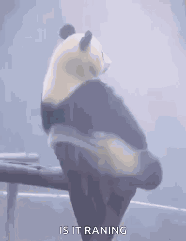 Panda Lonely GIF