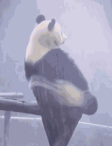 Panda Lonely GIF