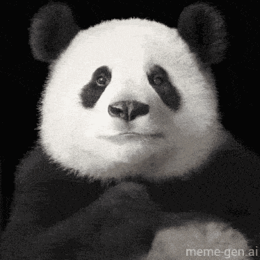 Panda Panda Love GIF