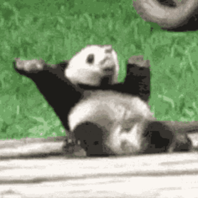 Panda Seulisasoo GIF