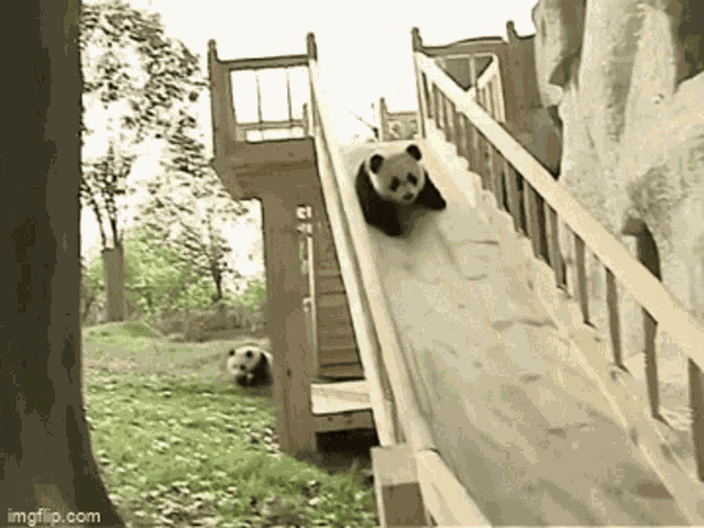 Panda1 Slide GIF