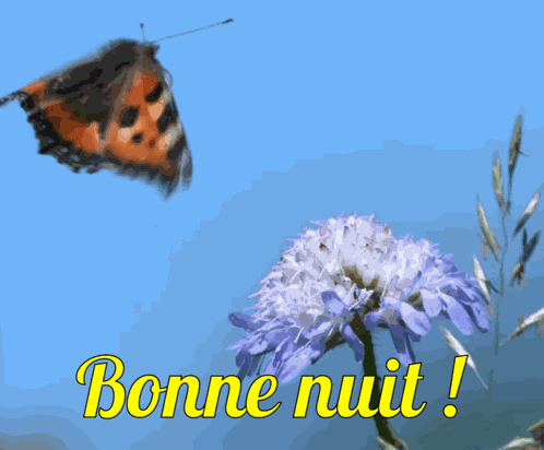 Papillon Papillons GIF