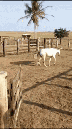 Paraguay Lol Lolazio GIF