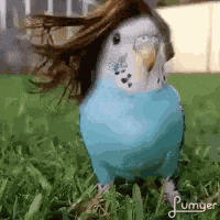 Parrot With Hair GIF