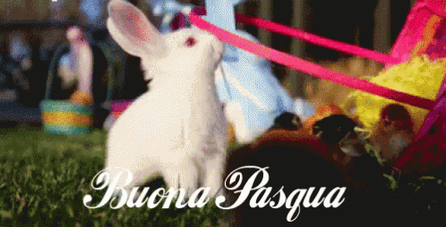 Pasqua Buona Pasqua Uova Di Pasqua 1 Aprile Coniglietto Di Pasqua Coniglio Di Pasqua GIF