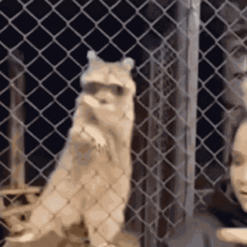 Passion Raccoon GIF