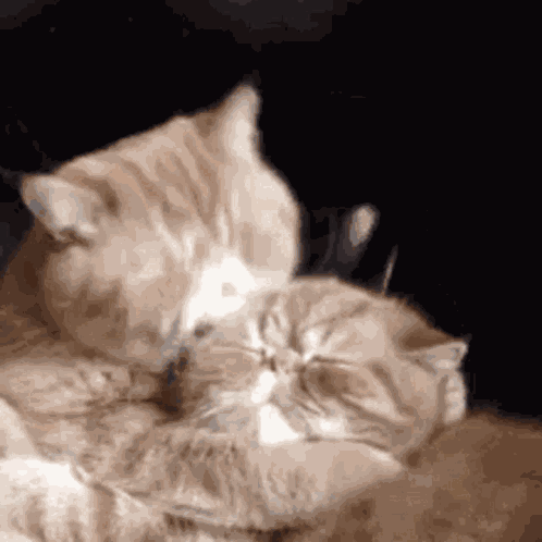 Passionate Kiss Orange Cat GIF