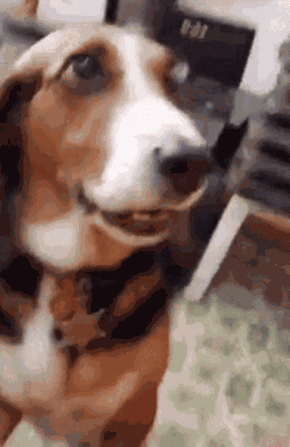 Paws Up GIF