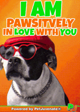 Pawsitively In Love Cute Love Gif GIF
