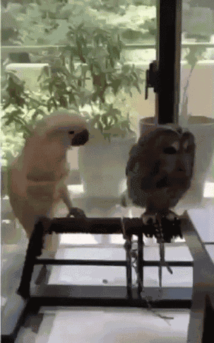Pay Attention To Me Hey You GIF