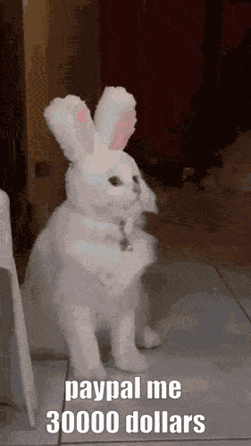 Paypal Me 30000 Dollars GIF
