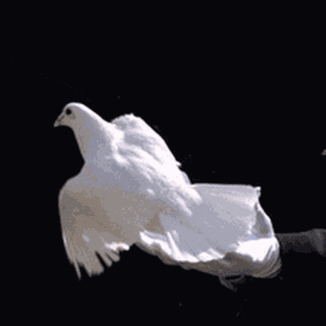 Peace Dove GIF