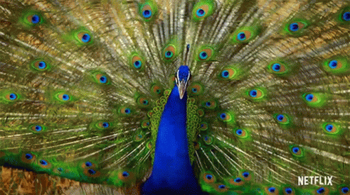 Peacock Life In Color With David Attenborough GIF