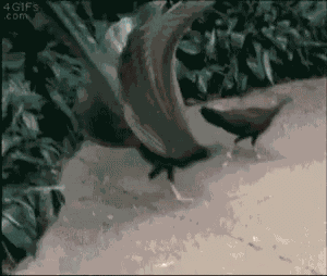 Peacock GIF