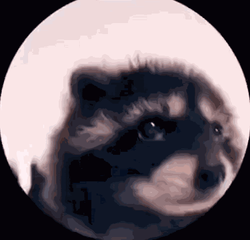 Pedro GIF