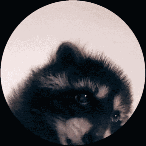 Pedro Racoon GIF