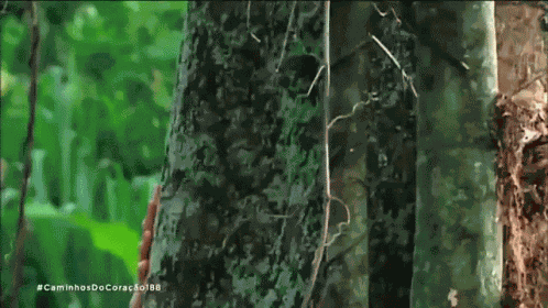 Peeking Mutantes GIF