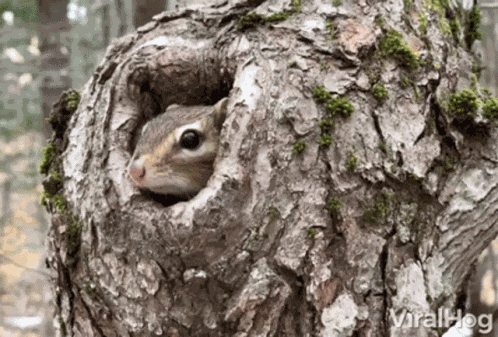 Peeking Squirrel Viralhog GIF