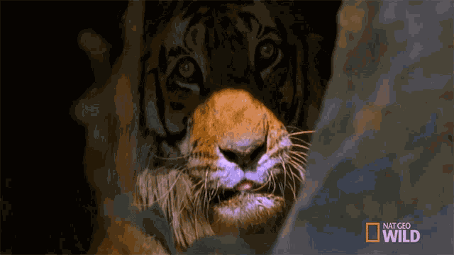 Peeking Tiger Meet The Tiger Family GIF