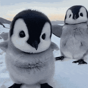 Penguin Cute GIF