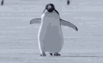 Penguin Omw GIF