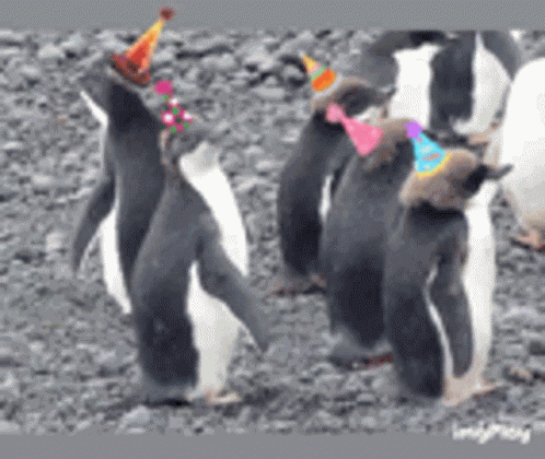 Penguin Party GIF