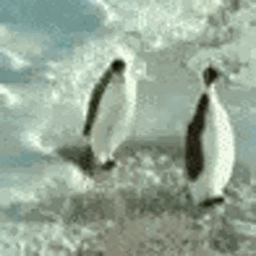 Penguin Penguins GIF
