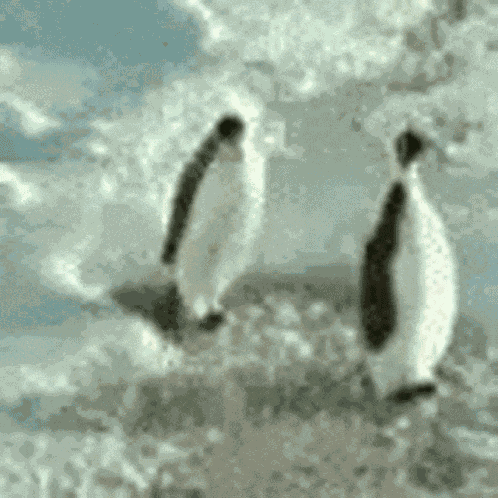 Penguin Slap GIF