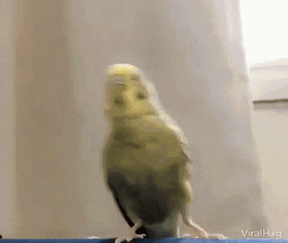 Pericos Move Back GIF