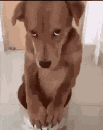 Perro GIF