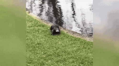 Perry The Platypus Platypus GIF