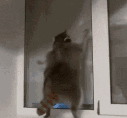 Personabey Raccoon GIF