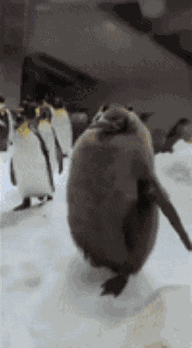 Pesto Pesto Penguin GIF