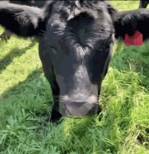 Pet Cow GIF