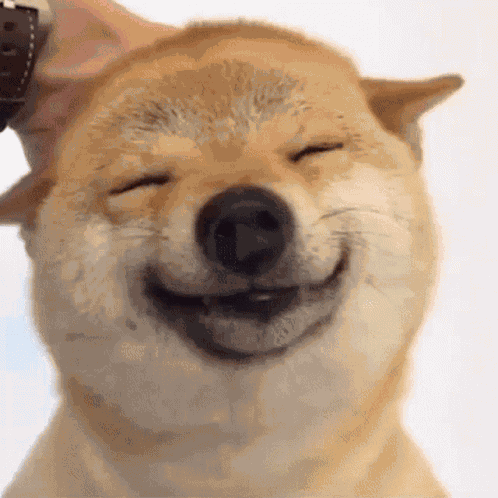 Pet Pat On The Back GIF