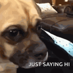 Pet Sad GIF