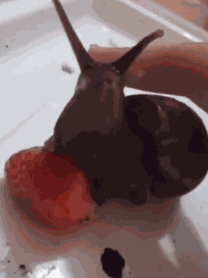 Pet Snail Snail With Strawberry GIF