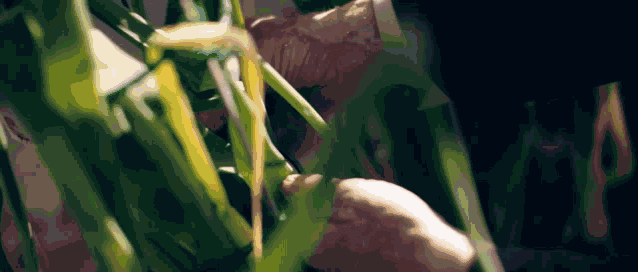 Peter Glazebrook Dziadzio GIF